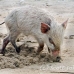piglet_nusalavu_h_0705_0031.jpg